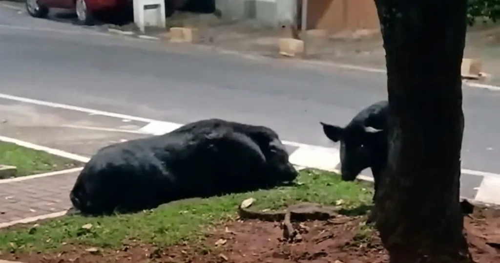 Porcos soltos chamam atenção de moradores durante a noite no Centro de Maricá