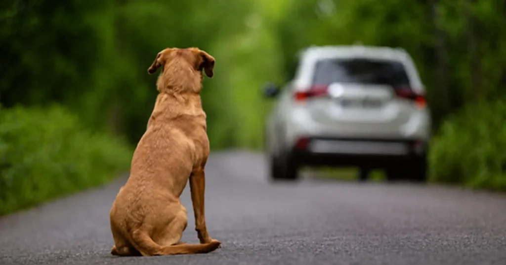 CNH poderá ser suspensa por abandono de animais; entenda nova proposta